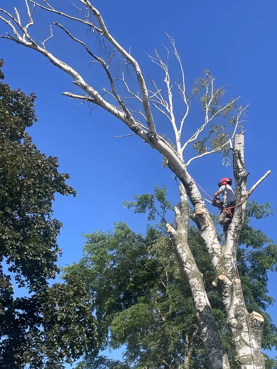 Arborist high in a birch canopy running a chainsaw through a limb, sawdust in the air