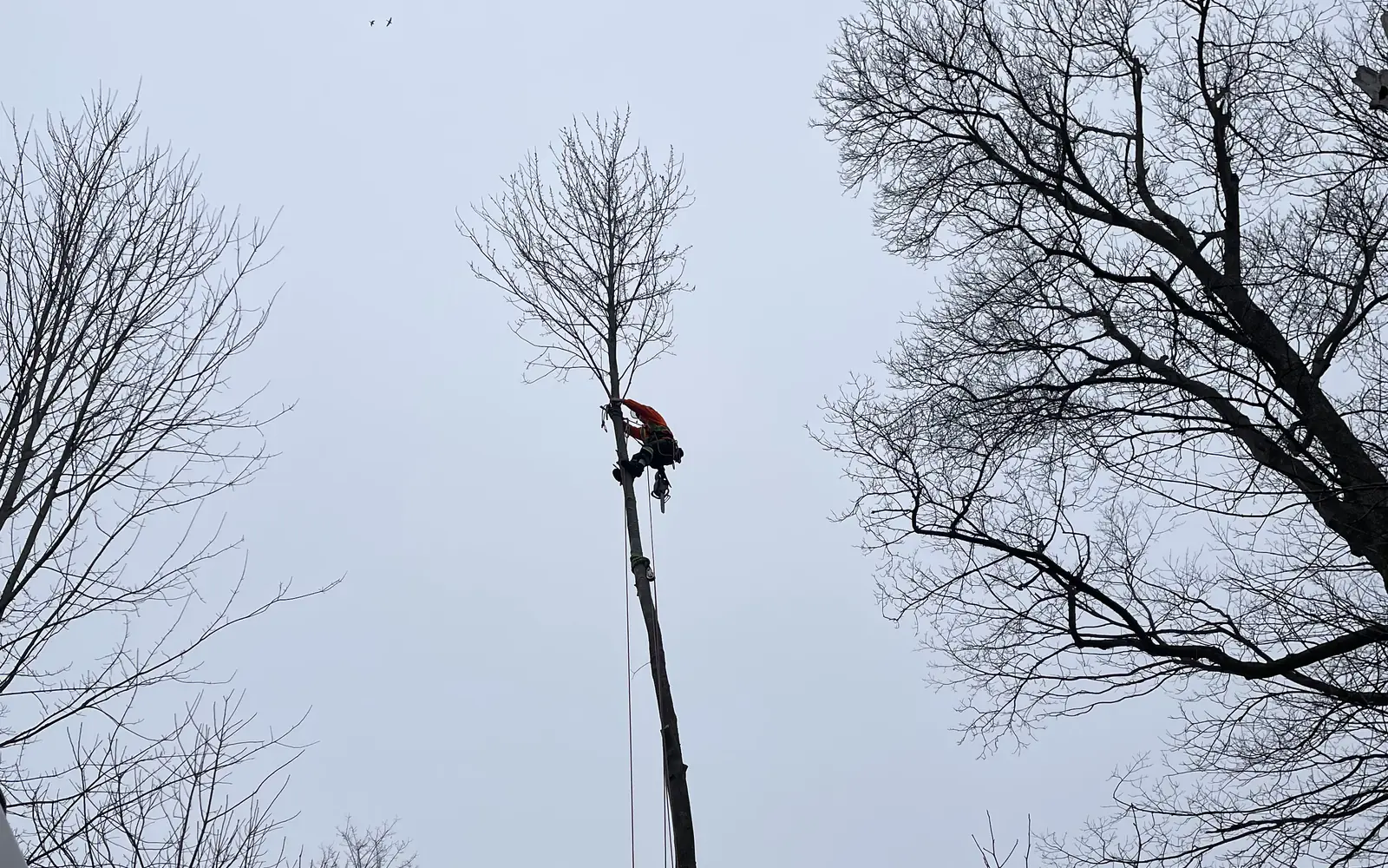 Certified arborist climbing a tall tree to perform pruning