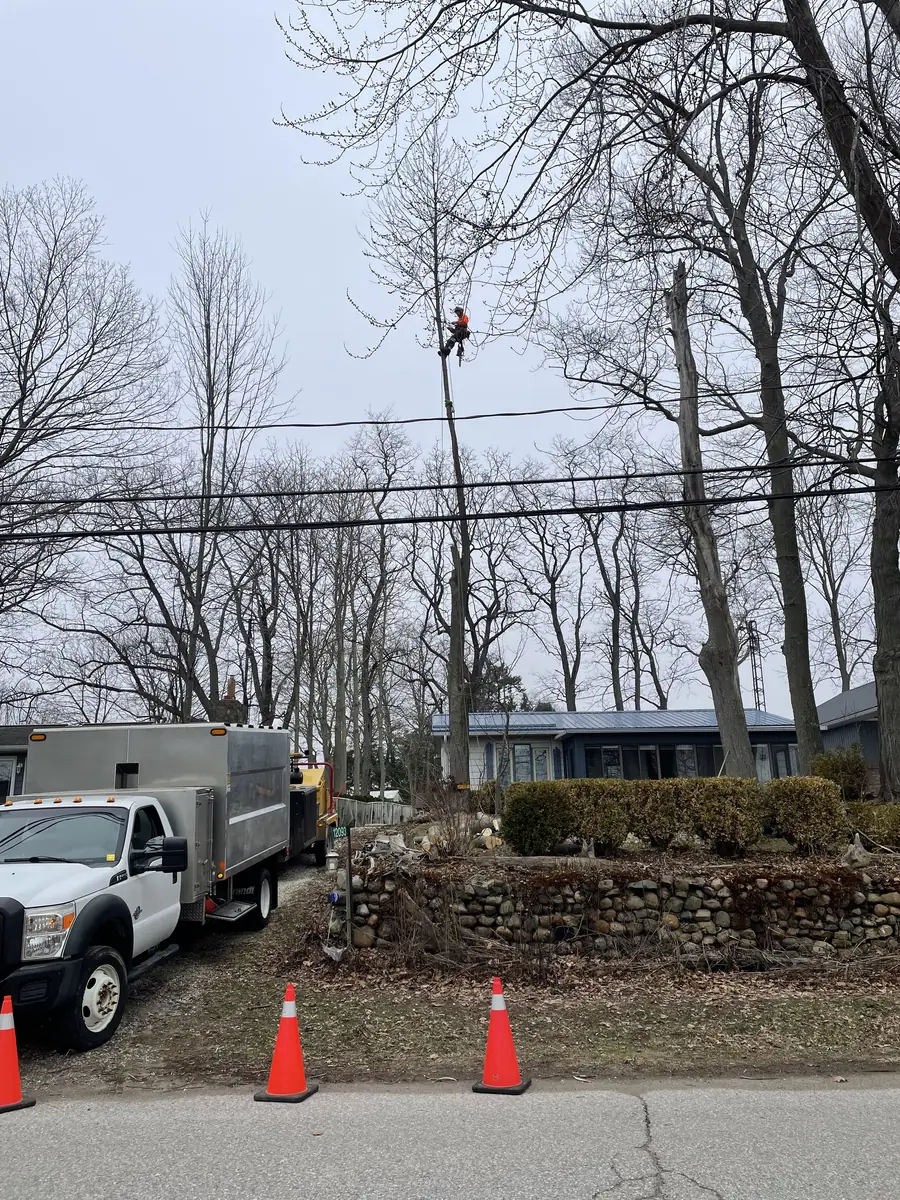 Roadside tree removal with traffic cones set out, the chip truck parked and an arborist working high in a bare tree