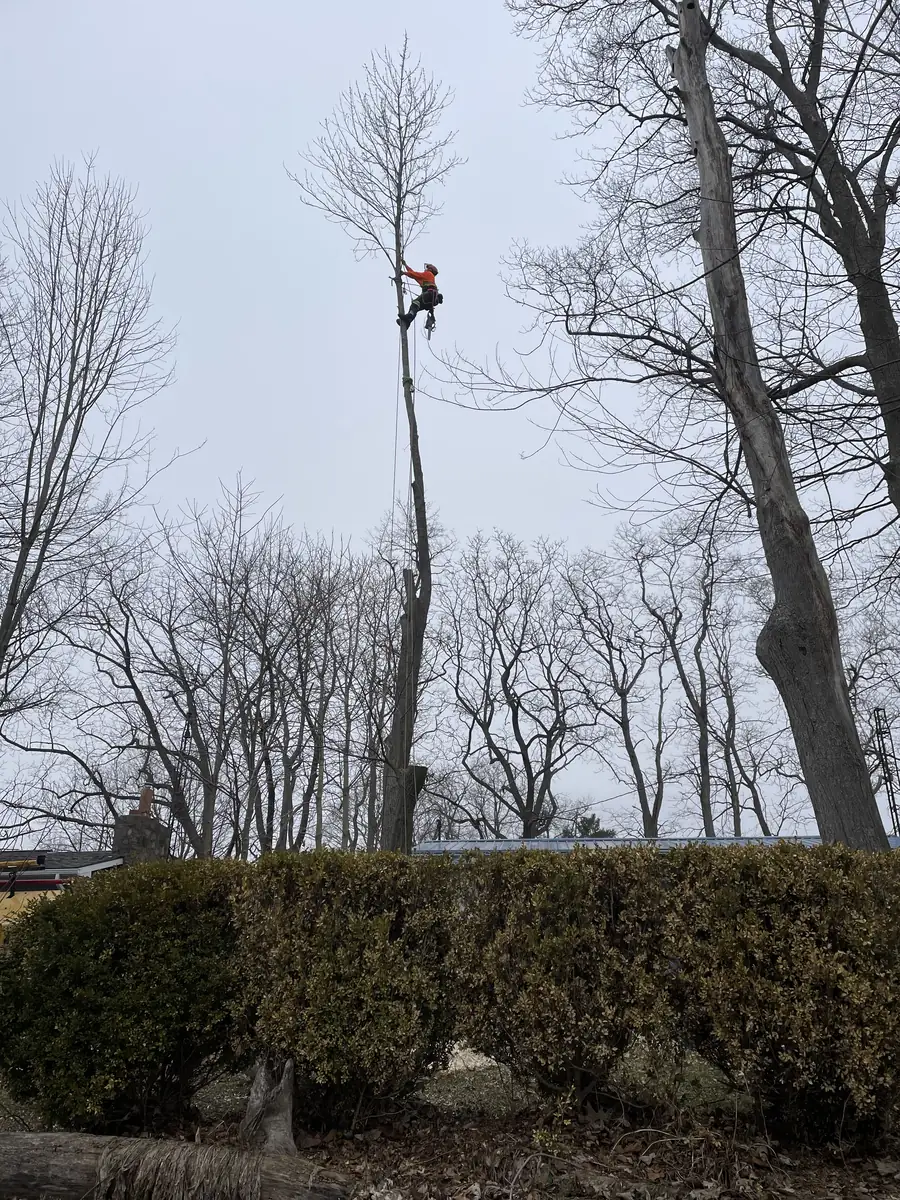 Arborist part way up a stripped spar, rigging line running down to the ground crew