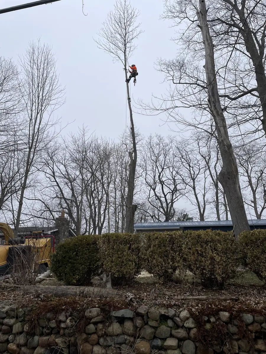 Arborist working at height on a bare spar rising above a hedge line, chipper truck below