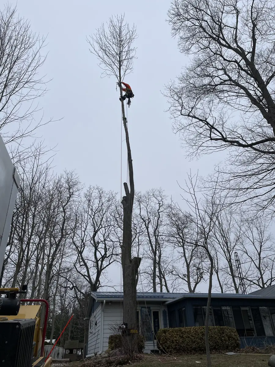 Arborist roped into a tall bare spar being taken down in sections directly beside a house